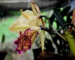 Cattleya dowiana ( Guaria de turrialba )
