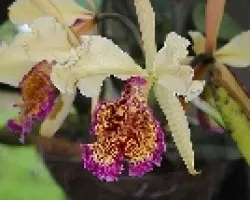 Cattleya dowiana ( Guaria de turrialba )