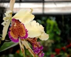 Cattleya dowiana ( Guaria de turrialba )