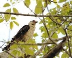 Milvago chimachima