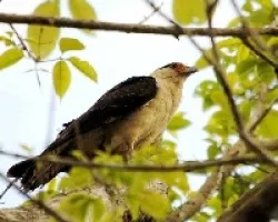 Milvago chimachima