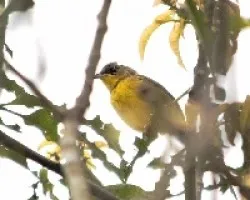 Geothlypis poliocephala