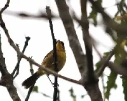 Geothlypis poliocephala