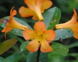 Azaleas