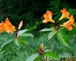 Azaleas