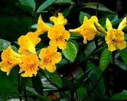 Azaleas