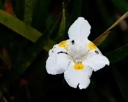 Flores del bosque.