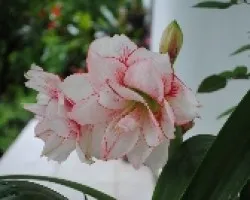 Flores.