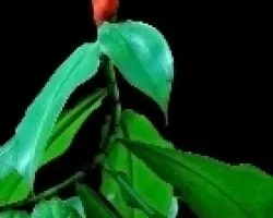 Hojas y flores