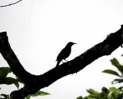 Turdus grayi