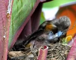 Ramphocelus costaricensis