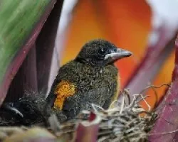Ramphocelus costaricensis