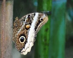 Caligo atreus dionysos