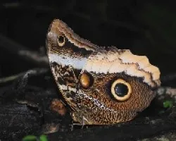 Caligo atreus dionysos