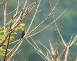 Euphonia laniirostris