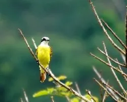 Pitangus sulphuratus
