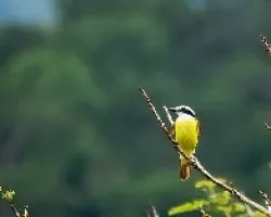 Pitangus sulphuratus