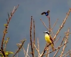 Pitangus sulphuratus