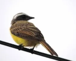 Myiozetetes similis