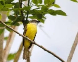 Myiozetetes granadensis