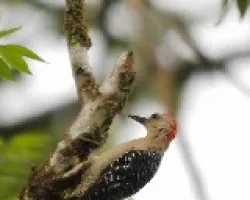 Melanerpes rubricapillus