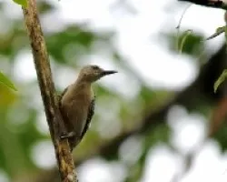 Melanerpes rubricapillus