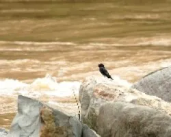 Río crecido 