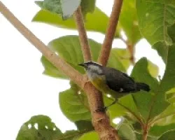 Coereba flaveola