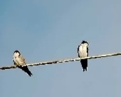 Pygochelidon cyanoleuca