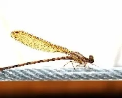 Libelula
