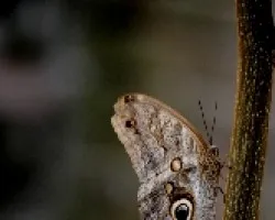 Cáligos.