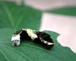 Gusano