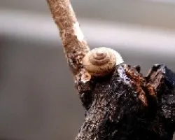 Caracol