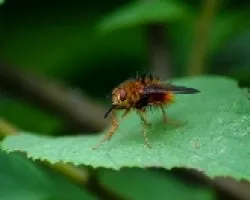 Mosca