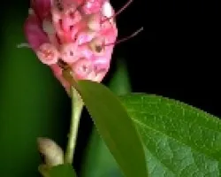 Flores silvestres.