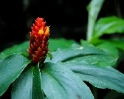 Flores silvestres.