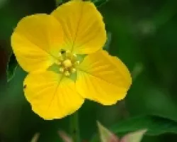 Flores silvestres.