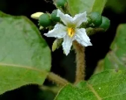 Flores del campo