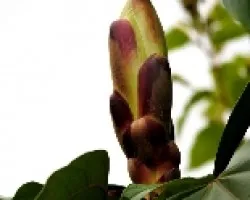 Flores del campo