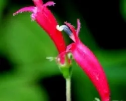 Flores del campo