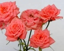 Rosas.