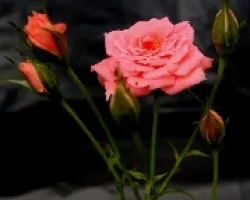 Rosas y botones.