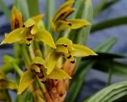 Orquídea, Maxilaria sp 