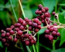 Moras. . Rubus glaucus.