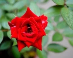 Otra rosa