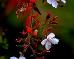 Mas flores del campo