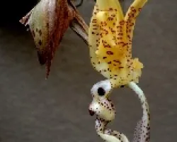 Stanhopea wardii