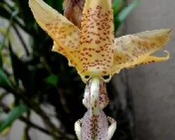Stanhopea wardii