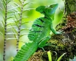 Basiliscus plumifrons