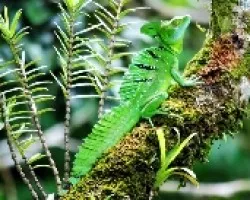 Basiliscus plumifrons